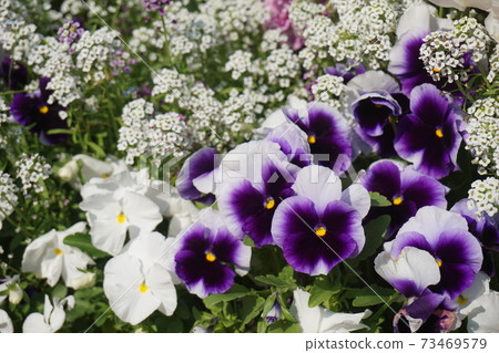 flower bed flower bed 73469579