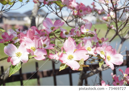 Dogwood Dogwood 73469727