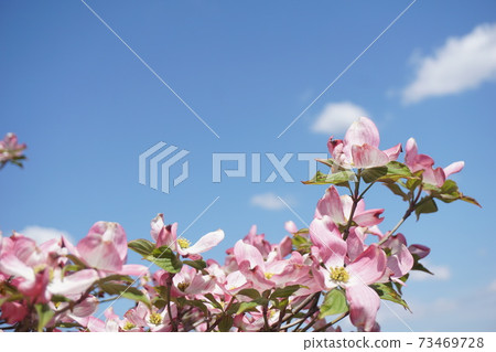 Dogwood Dogwood 73469728