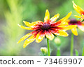 Rudbeckia hirta, black-eyed rudbeckia, Campfire Rudbeckia, commonly called coneflowers and black-eyed-susans after rain. Flowers with drops of water in summer. 73469907