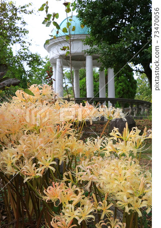 White flower cluster amaryllis blooming in the English garden 73470056
