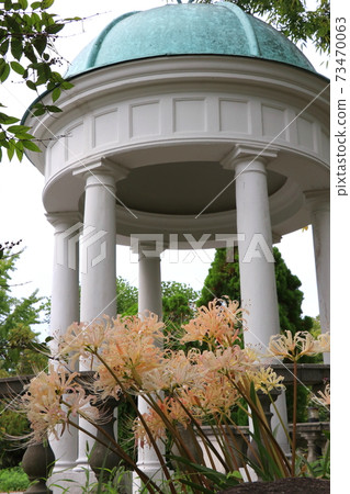White cluster amaryllis blooming in the English garden White cluster amaryllis blooming in the English garden 73470063