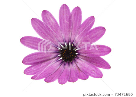 Osteosperumum Flower Daisy Isolated Osteosperumum Flower Daisy Isolated 73471690