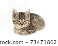 Little tabby (European Shorthair) kitten isolated on white background. 73471802