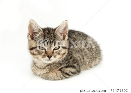 Little tabby (European Shorthair) kitten isolated on white background. 73471802