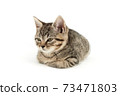 Little tabby (European Shorthair) kitten isolated on white background. 73471803