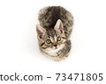 Little tabby (European Shorthair) kitten isolated on white background. 73471805