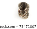 Little tabby (European Shorthair) kitten isolated on white background. 73471807