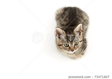Little tabby (European Shorthair) kitten isolated on white background. Little tabby (European Shorthair) kitten isolated on white background. 73471807