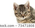 Little tabby (European Shorthair) kitten isolated on white background. 73471808
