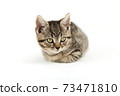 Little tabby (European Shorthair) kitten isolated on white background. 73471810