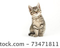 Little tabby (European Shorthair) kitten isolated on white background. 73471811