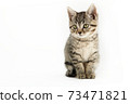 Little tabby (European Shorthair) kitten isolated on white background. 73471821