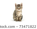 Little tabby (European Shorthair) kitten isolated on white background. 73471822