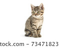 Little tabby (European Shorthair) kitten isolated on white background. 73471823