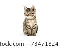 Little tabby (European Shorthair) kitten isolated on white background. 73471824