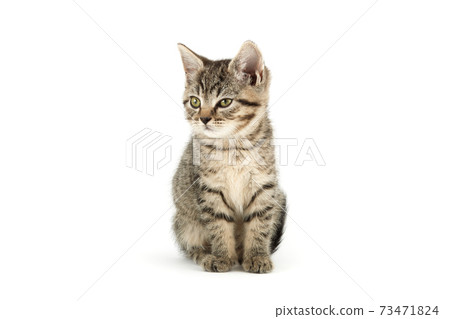 Little tabby (European Shorthair) kitten isolated on white background. Little tabby (European Shorthair) kitten isolated on white background. 73471824