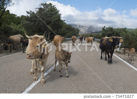 close up herd of beige brown cows with calfs walking in the middle of the asphalt road in Supramonte Mountains with green hills, limestone rocks and trees. Sardinia, Italy, summer. close up herd of beige brown cows with calfs walking in the middle of the asphalt road in Supramonte Mountains with green hills, limestone rocks and trees. Sardinia, Italy, summer. 73471827
