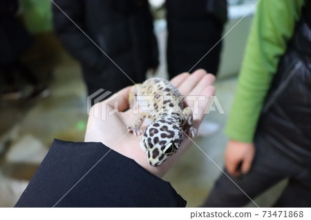 Gecko lizard 73471868