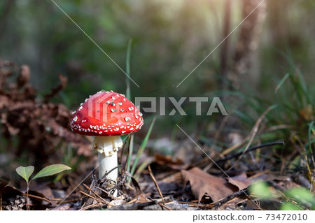 Beautiful small red and white fly agaric poisonous musroom in deep magic forest. Fairy tale scenic view of toadstool amanita fungus in fallen neadles and leaves. Spring wild nature background 73472010