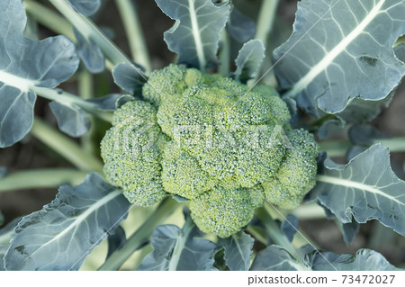 Close-up detail top above view of blooming fresh organic green broccoli plant growing on soil in flower garden bed at home yard. Homegrown heirloom healthy nutrition diet food concept Close-up detail top above view of blooming fresh organic green broccoli plant growing on soil in flower garden bed at home yard. Homegrown heirloom healthy nutrition diet food concept 73472027