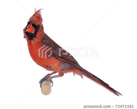 Male Northern cardinal bird on white Male Northern cardinal bird on white 73472382