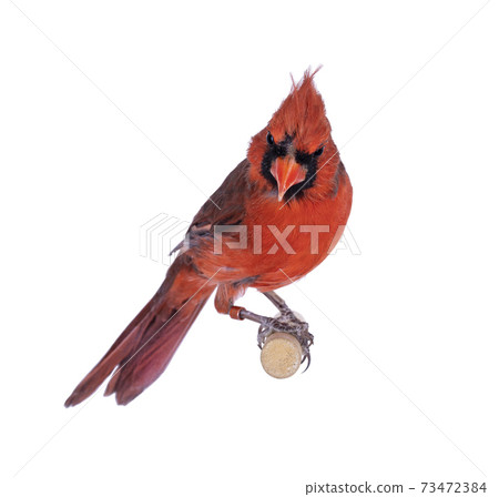 Male Northern cardinal bird on white Male Northern cardinal bird on white 73472384