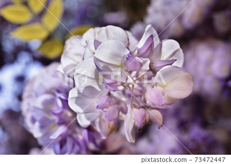 Wisteria flowers Wisteria flowers 73472447