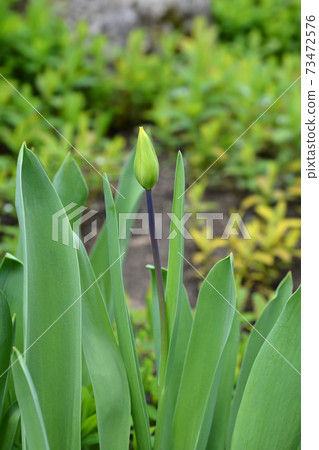 Tulip Candela Tulip Candela 73472576