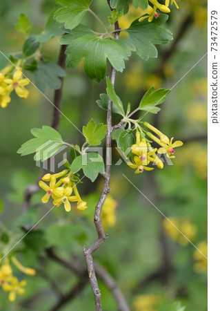 Golden currant 73472579