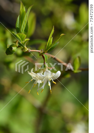 Winter flowering honeysuckle Winter flowering honeysuckle 73472599