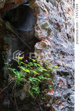 Abandoned Military Tarakaniv Fort (other names - Dubno Fort, New Dubna Fortress) - a defensive structure, an architectural monument of 19th century, Tarakaniv, Rivne region, Ukraine. Abandoned Military Tarakaniv Fort (other names - Dubno Fort, New Dubna Fortress) - a defensive structure, an architectural monument of 19th century, Tarakaniv, Rivne region, Ukraine. 73472834