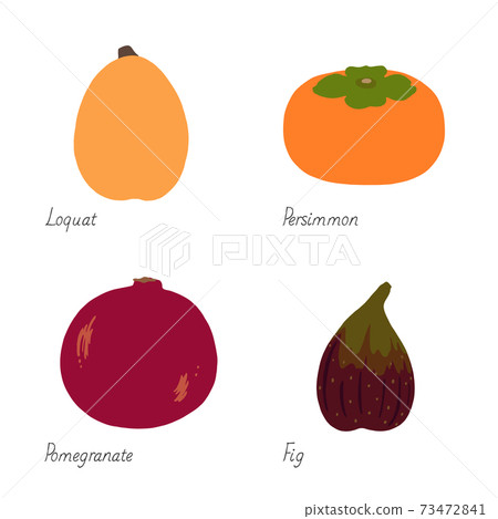 Illustration of fruits-loquat, oyster, pomegranate, fig 73472841