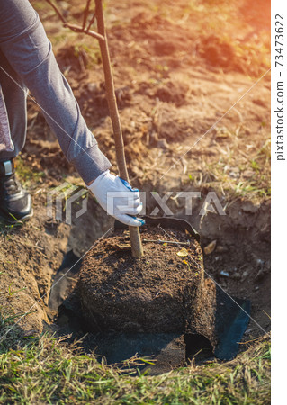 planting new trees with gardening tools in green park planting new trees with gardening tools in green park 73473622