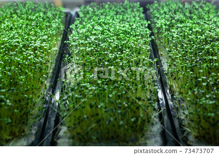 hydroponic farm with green mustard and growing vegetables hydroponic farm with green mustard and growing vegetables 73473707