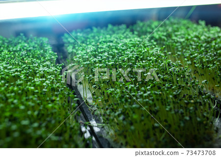 hydroponic farm with green mustard and growing vegetables hydroponic farm with green mustard and growing vegetables 73473708