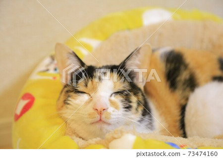 Cat at noon 73474160