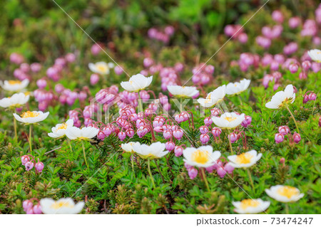 Ezonotsugazakura community and chinguruma_Daisetsuzan Ezonotsugazakura community and chinguruma_Daisetsuzan 73474247