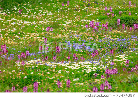 Wood Forget-meat Community and Pedicularis japonicum_Chinguruma_Daisetsuzan 73474397