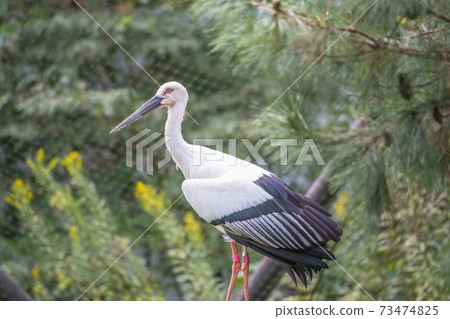 [Tama Zoological Park Stork] 73474825