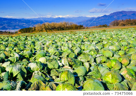 Winter plateau vegetables and snowy mountains 73475066
