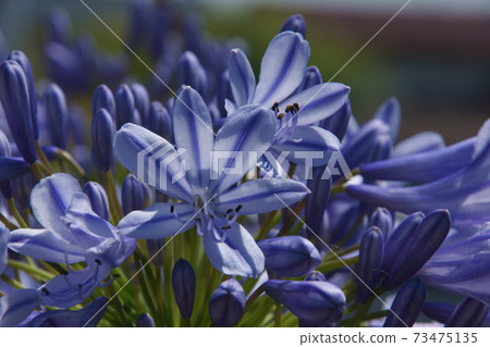Agapanthus Agapanthus 73475135