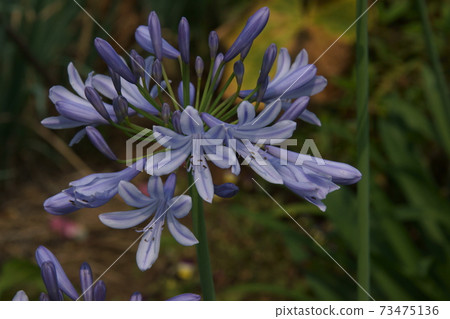 Agapanthus Agapanthus 73475136