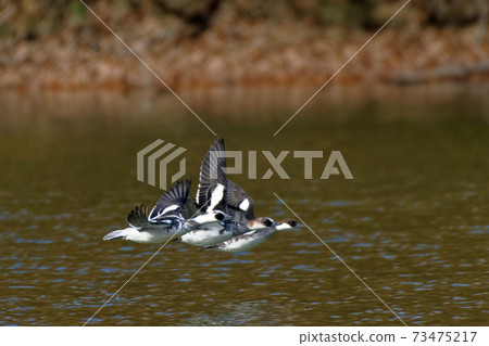 Flight of Smew 73475217