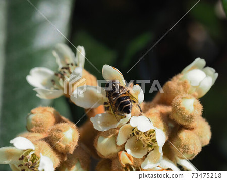 Loquat flowering and visiting insects 73475218