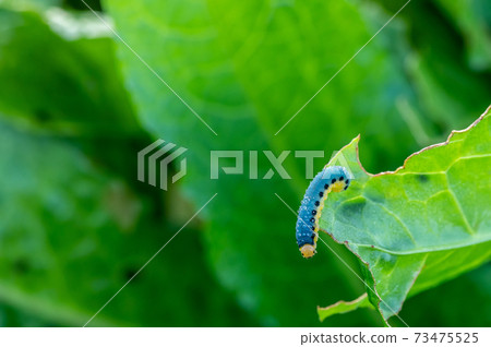 Sawfly larvae 73475525
