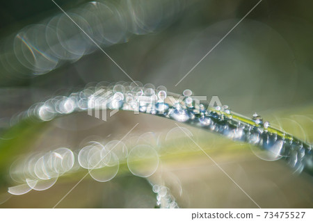 Natural modeling: A continuous ring of light Natural modeling: A continuous ring of light 73475527