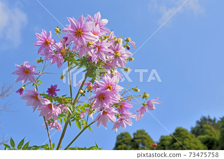 Dahlia imperialis (Emperor Dahlia) 73475758