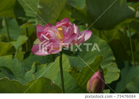 Ancient lotus Ancient lotus 73476084