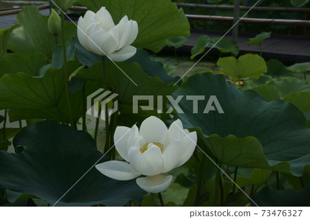 Ancient lotus Ancient lotus 73476327